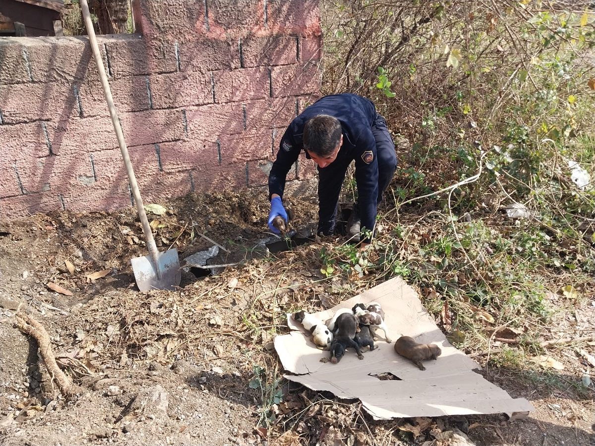 Sulama Kanalında Mahsur Kalan Yavru Köpekleri İtfaiye Kurtardı