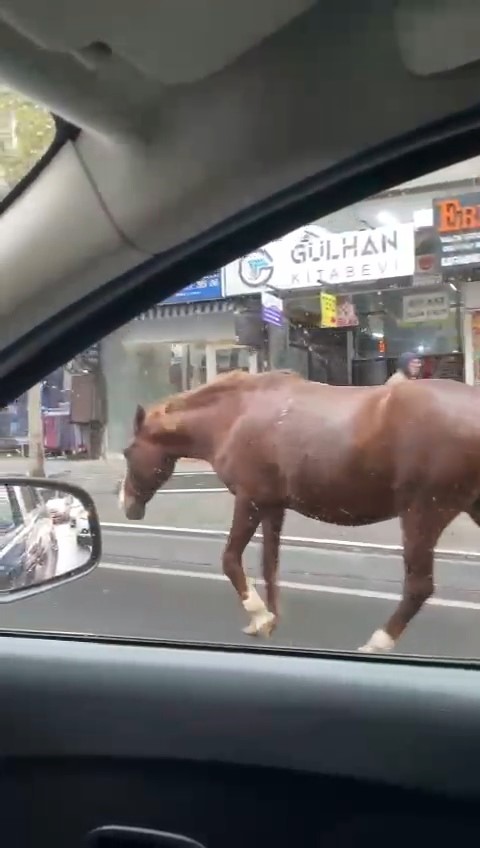 Tekirdağda Sokaklarda Gezen Başıboş Atlar Şaşkınlığa Sebep Oldu