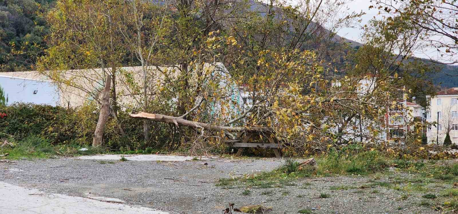 Yalovada Lodos: Ağaçlar Ve Telefon Direkleri Devrildi