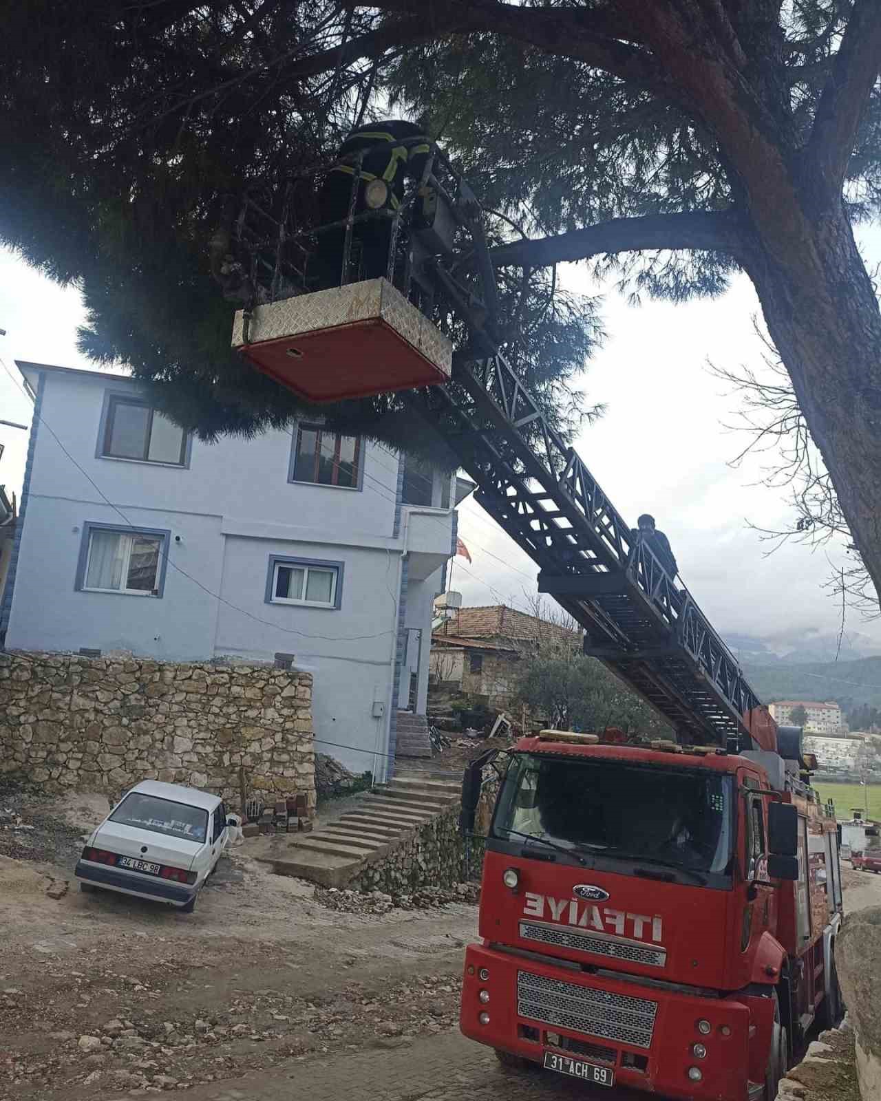 Yayladağında Ağaçta Mahsur Kalan Kediyi İtfaiye Kurtardı