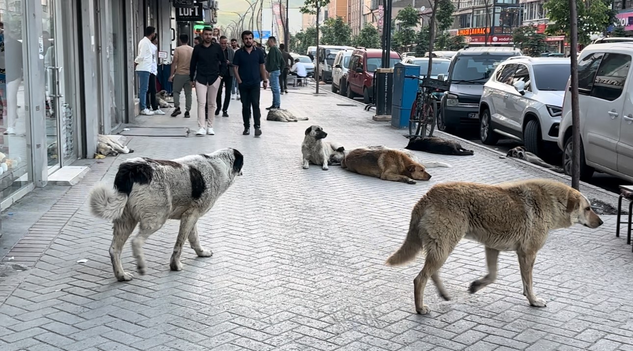 Yüksekovalı Vatandaşlar Tepkili: Sokak Köpekleri Bir An Önce Toplatılsın