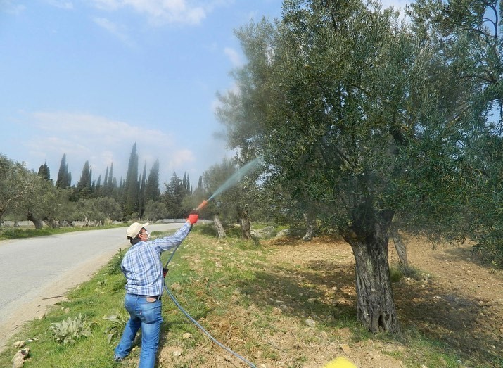 Zeytinde Halkalı Leke Hastalığı Riski Yüksek Seviyeye Ulaştı